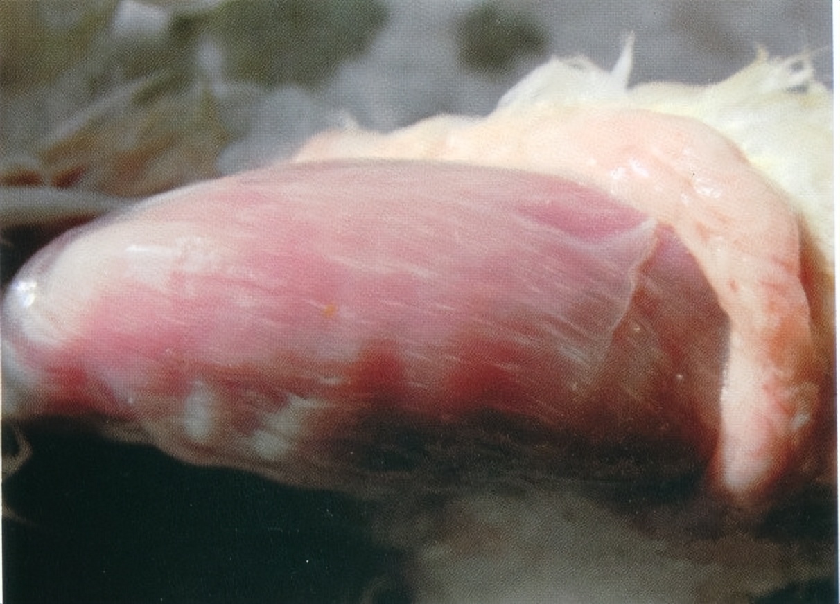 畜禽维生素缺乏的原因,养鸡微量元素缺乏的症状