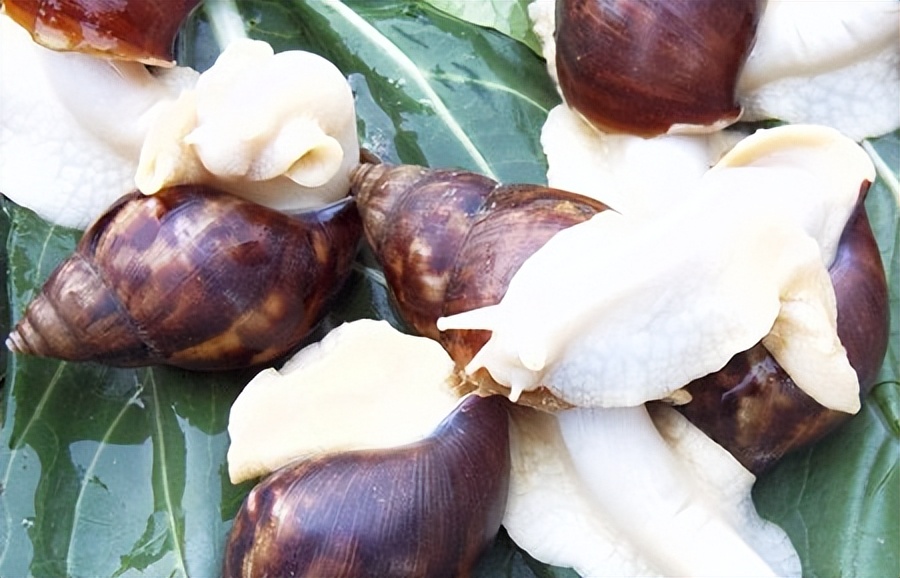 蜗牛可以做花肥吗,蜗牛做美容产品