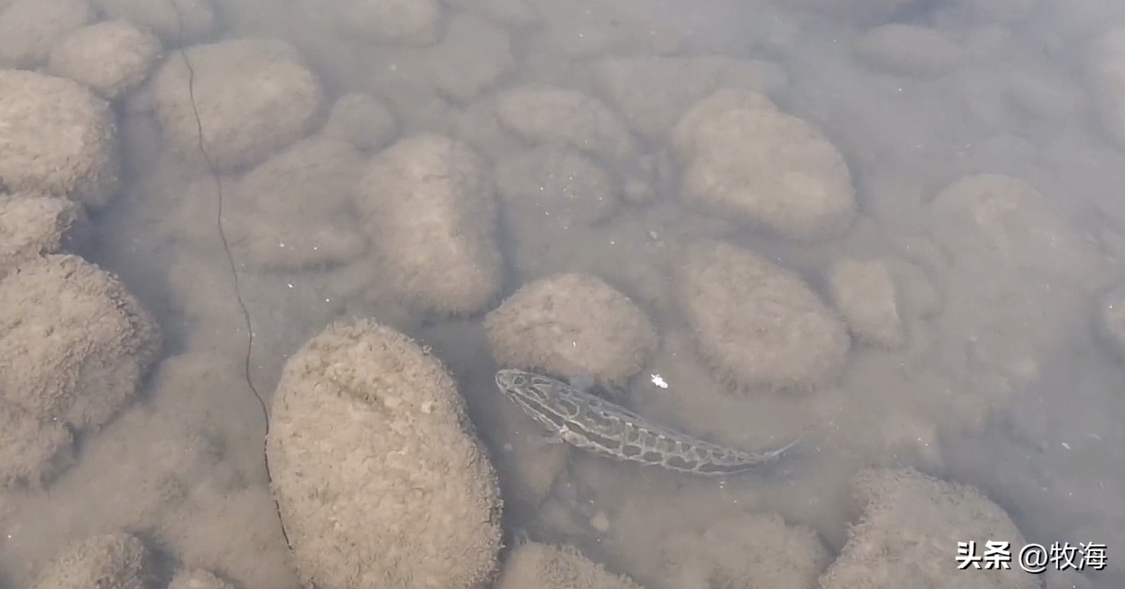 长江鲢鳙鱼群,湖北为什么鲢鳙多