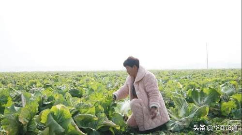 商丘市柘城的白菜挂在网上卖？还有更多致富门路呢