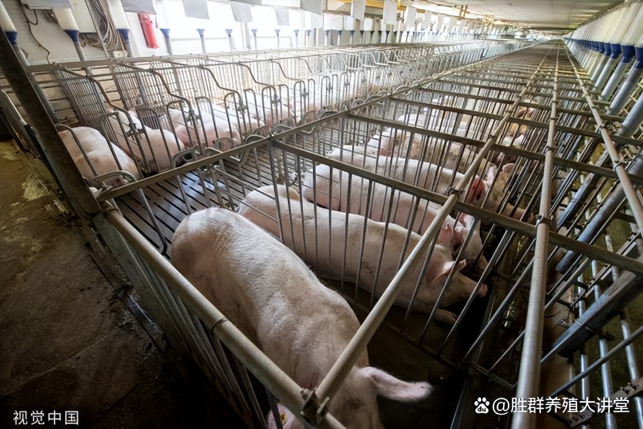 母猪屡配不孕怎么解决,母猪不孕不育怎么处理