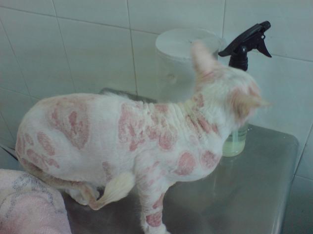 12年养猫经验教你如何治疗猫癣,关于猫癣的诊断与治疗