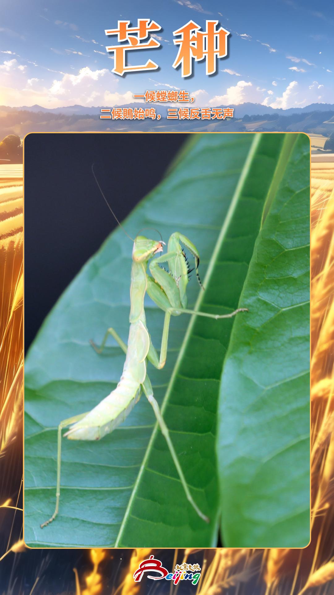 今日芒种|相逢问蚕麦,幸得称人情