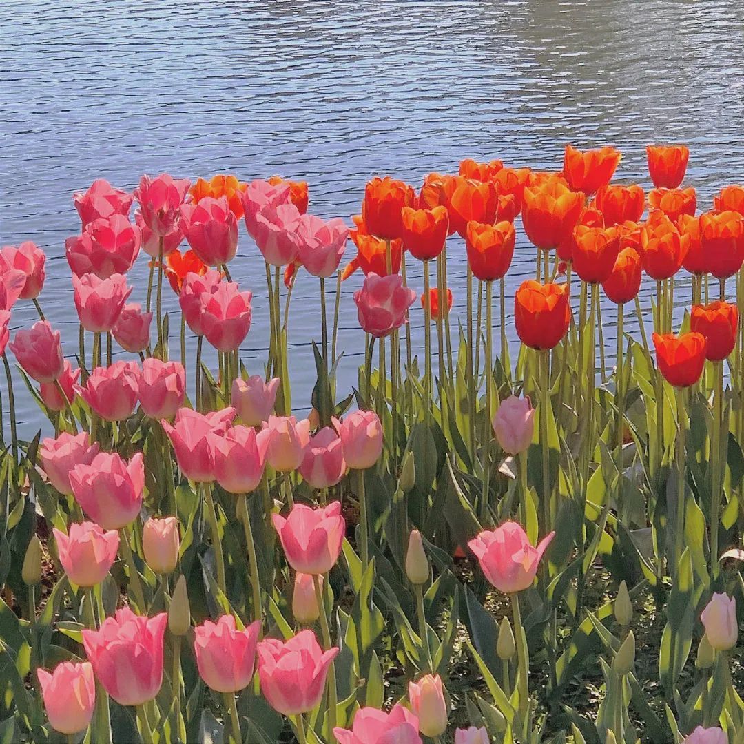 背景图ins风鲜花,ins复古黑色鲜花壁纸