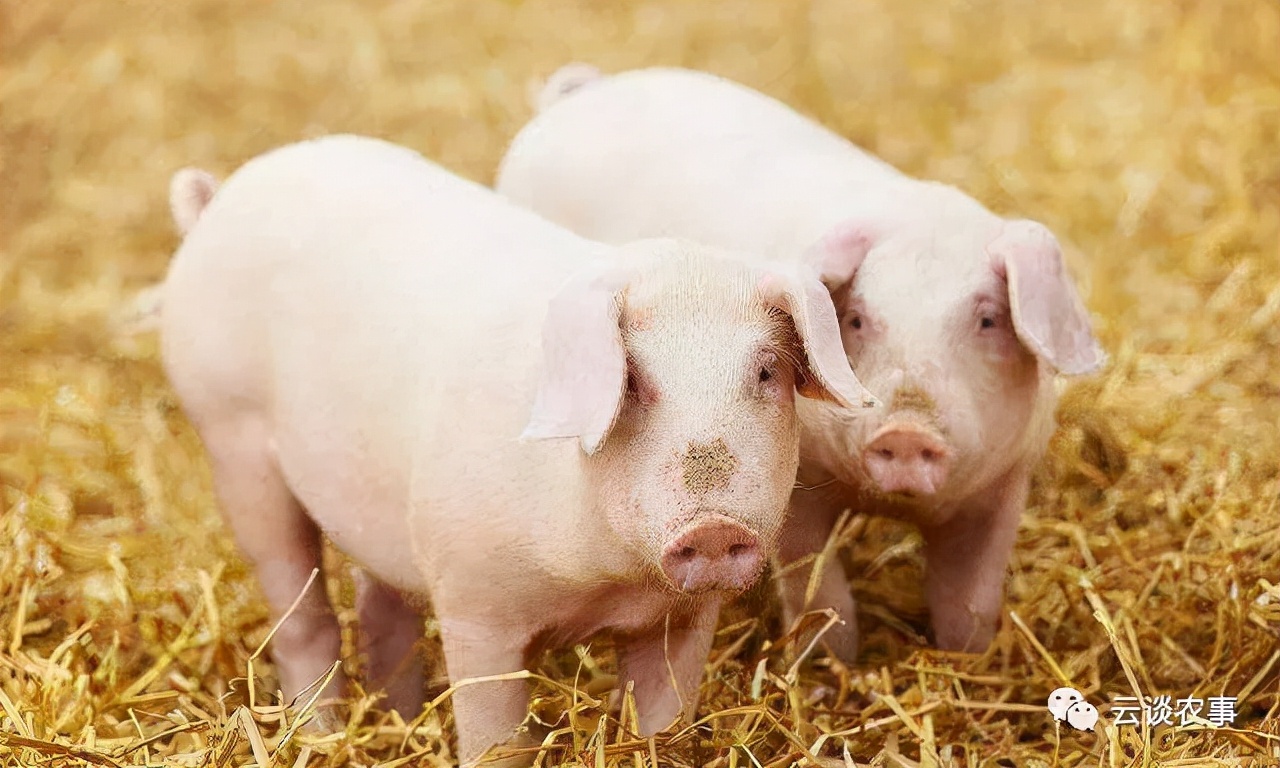 母猪的产后护理小说,母猪的产后护理书籍