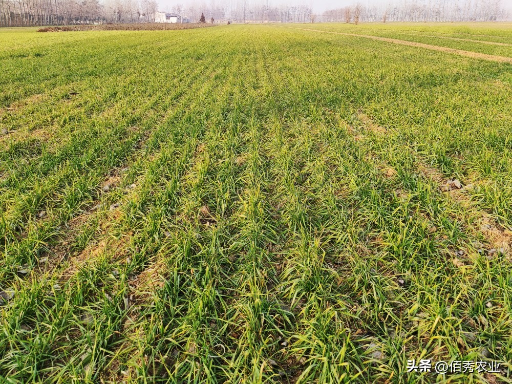 北方小麦干枯死亡，是秸秆还田还是种子不抗冻导致？有补救方法吗