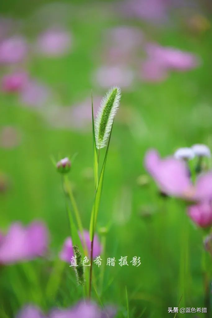 摄影波斯菊花海,上虞城南江上花海