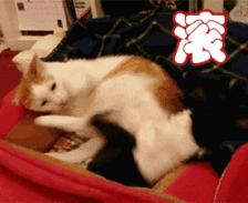 两只猫打架喵星人殊死搏斗满嘴毛,两只猫打架互拔胡子