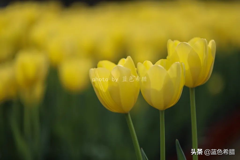 花花草草怎么拍出高级感,如何拍出惊艳的花卉