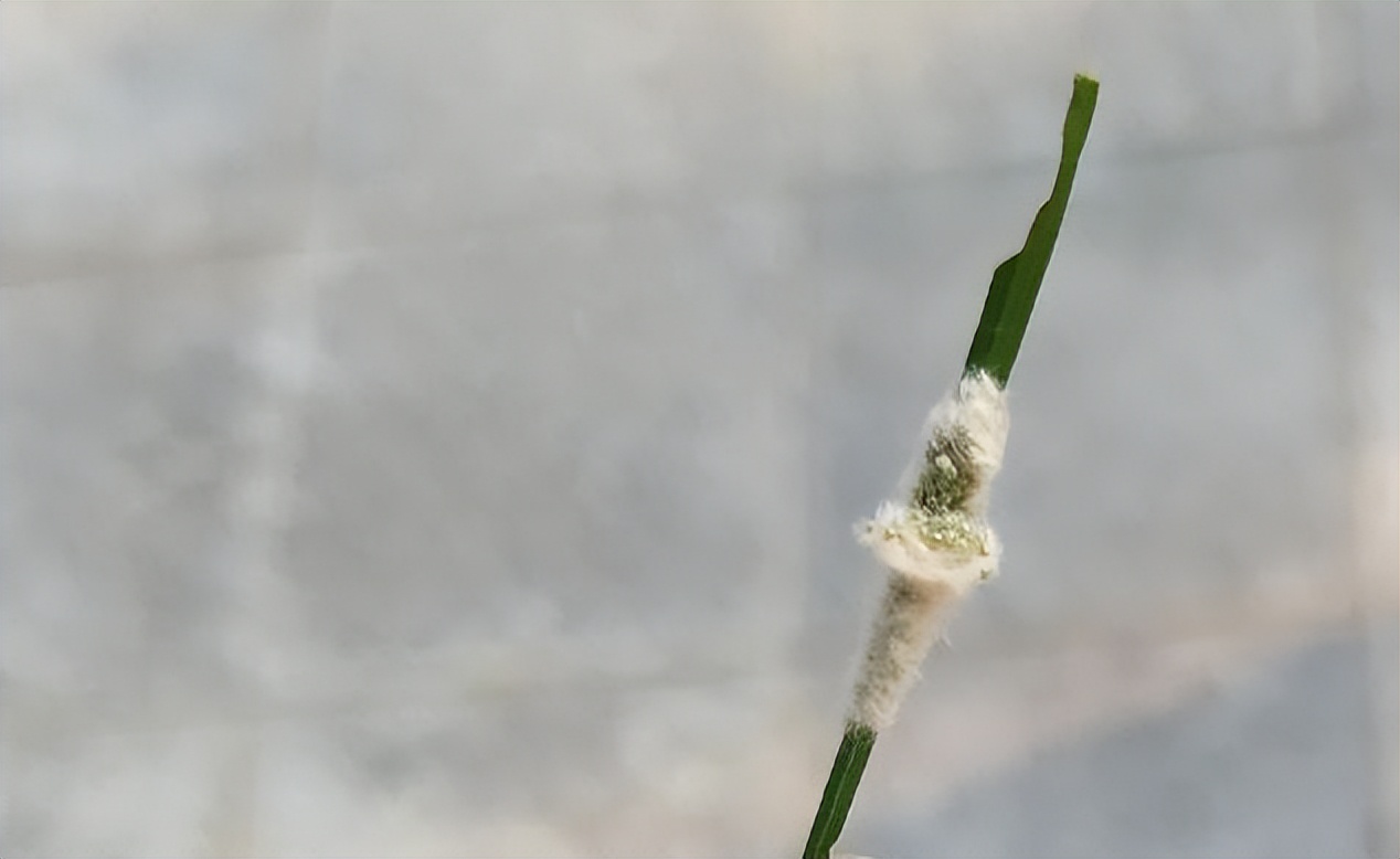 12月份园林绿化养护工作重点,元月份园林养护重点工作