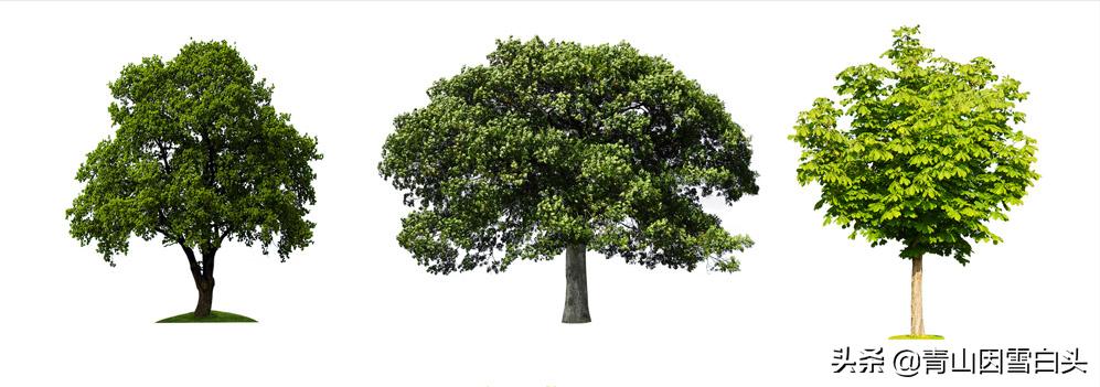 园林绿化中树木的自然美