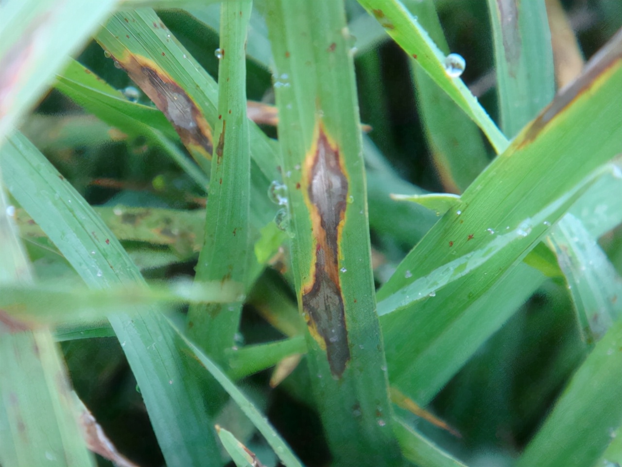 湖南海关查获稻瘟病真菌,长沙海关截获水稻致病菌收件人