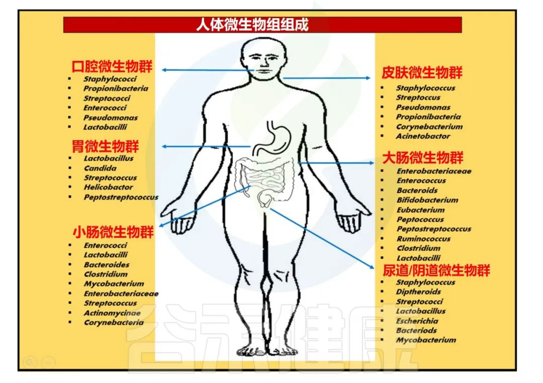 人体微生物分布于哪些位置,与人体共生的微生物