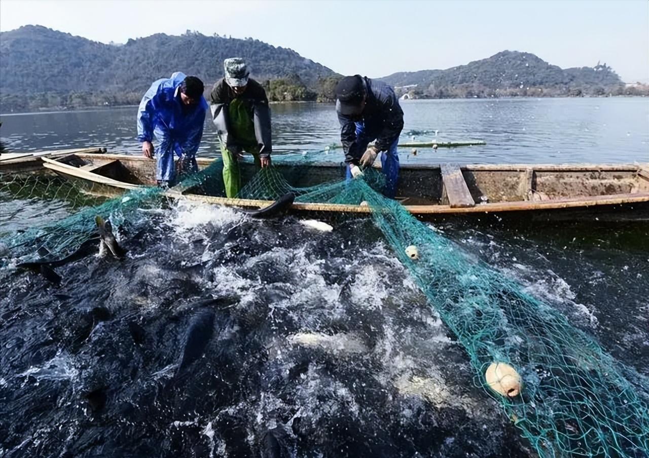 男子花20万买一条鲶鱼3年狂赚上亿,湖北小伙花20万买个鲶鱼
