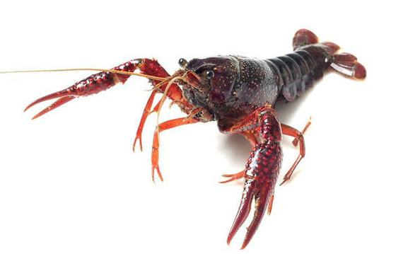 小龙虾是几月份开始产卵的,小龙虾有卵吗