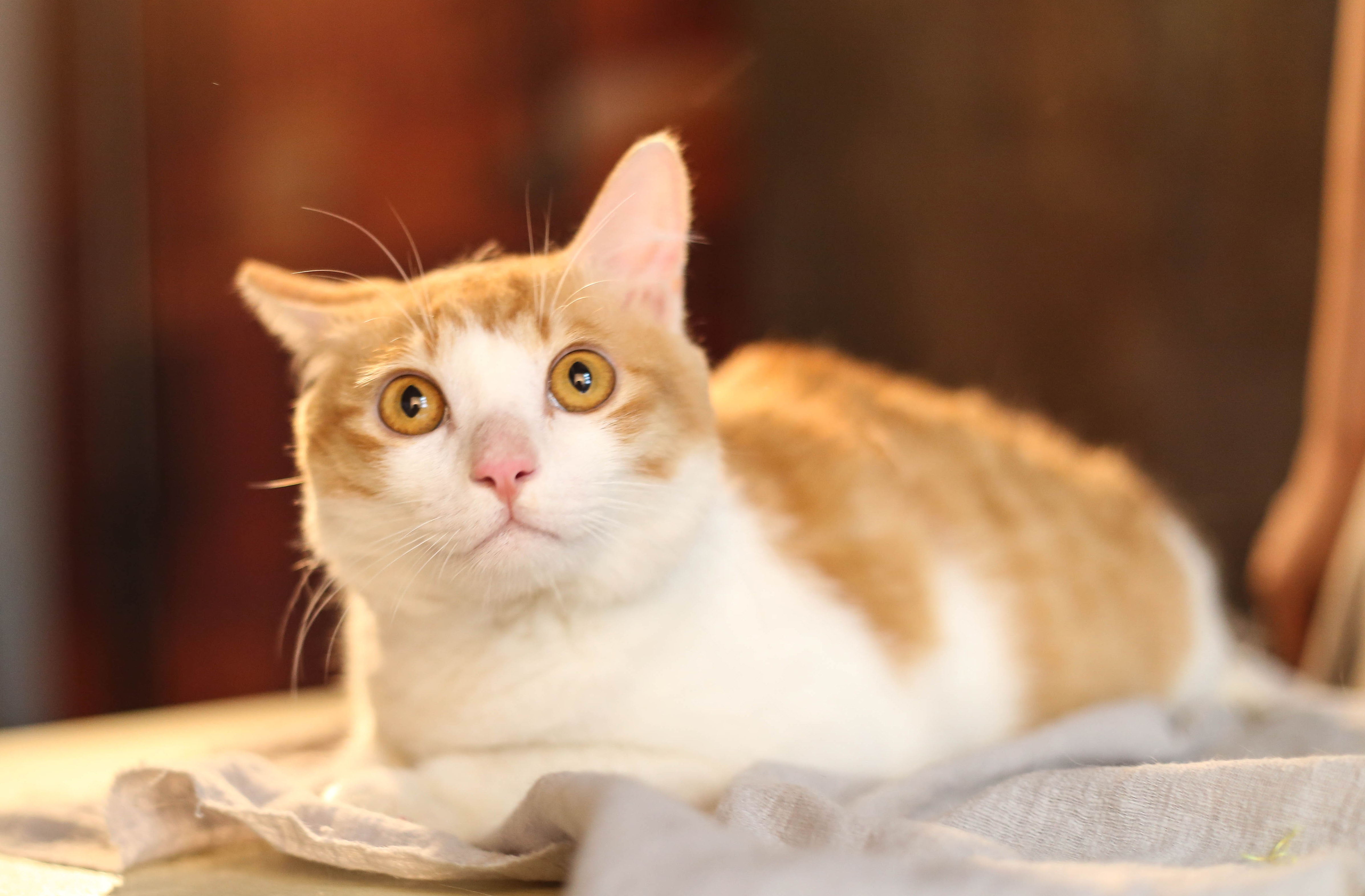 猫咪噎住了拍背,如何辨别猫咪是呕吐还是噎住