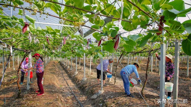 今年猕猴桃树冻害哪个省严重,猕猴桃如何防霜防寒