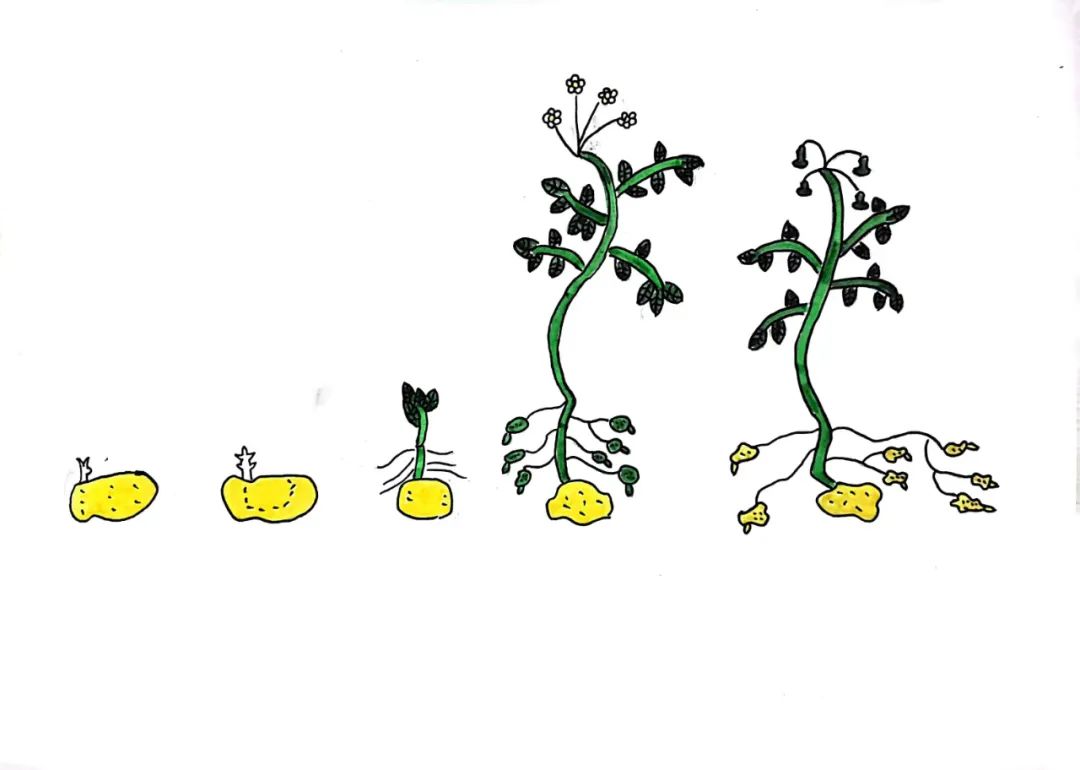 “土”露汗水“豆”耘童年——东风小学劳动教育实践活动之土豆丰收季