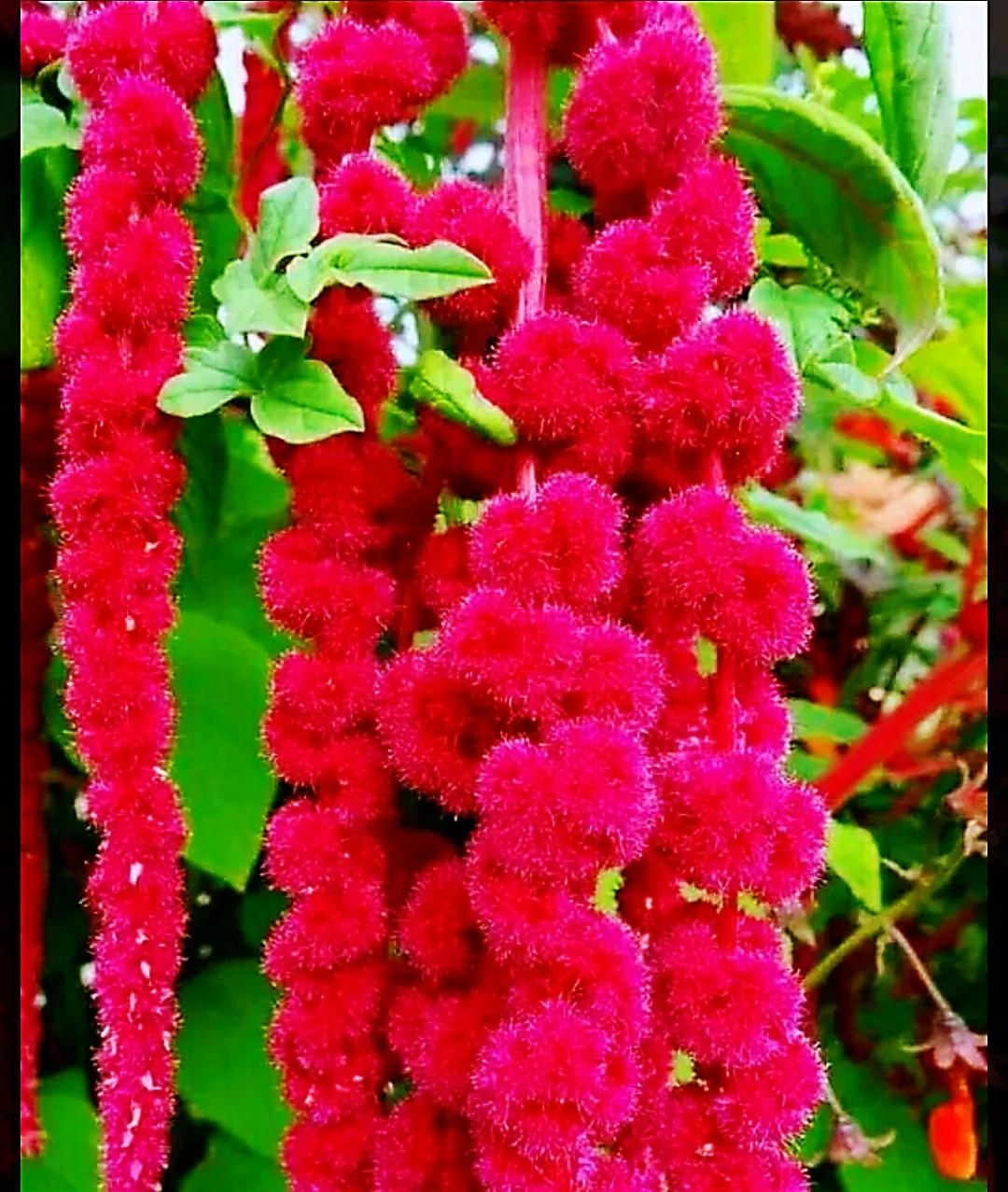 欣赏五颜六色的鲜花,五颜六色的鲜花太漂亮