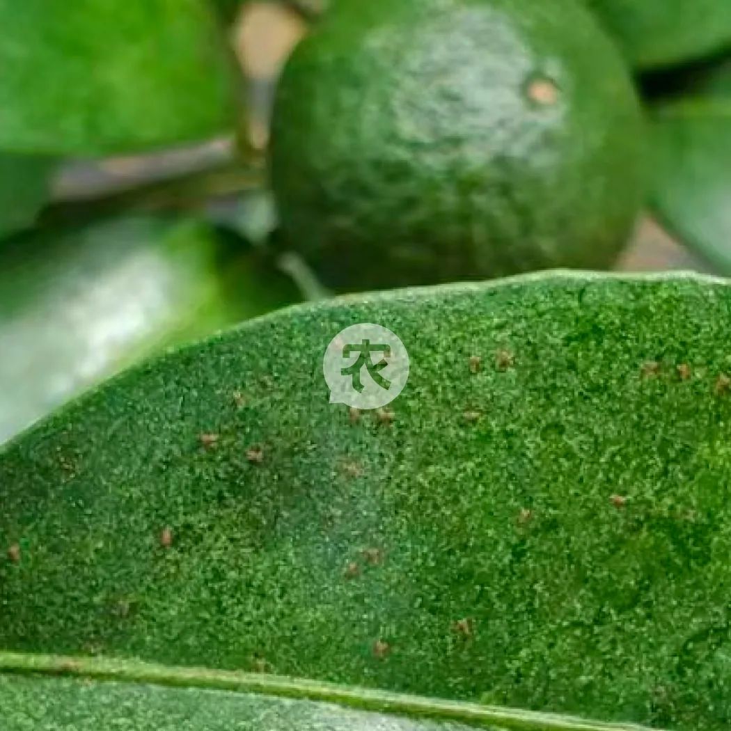 柑桔锈壁虱何时打药,防锈壁虱的最佳方法