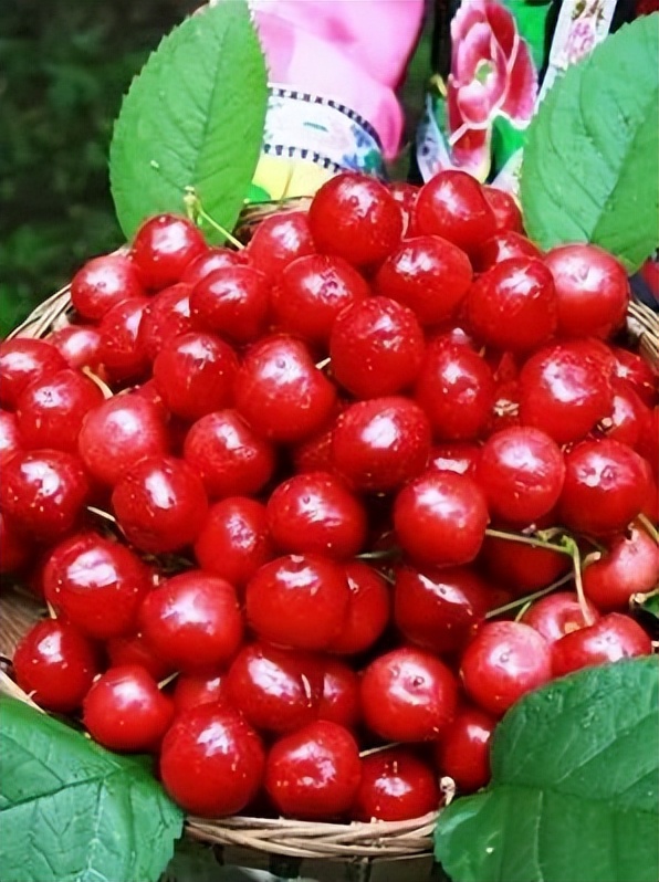 汶川旅游景点十大排行榜,四川旅游推荐汶川