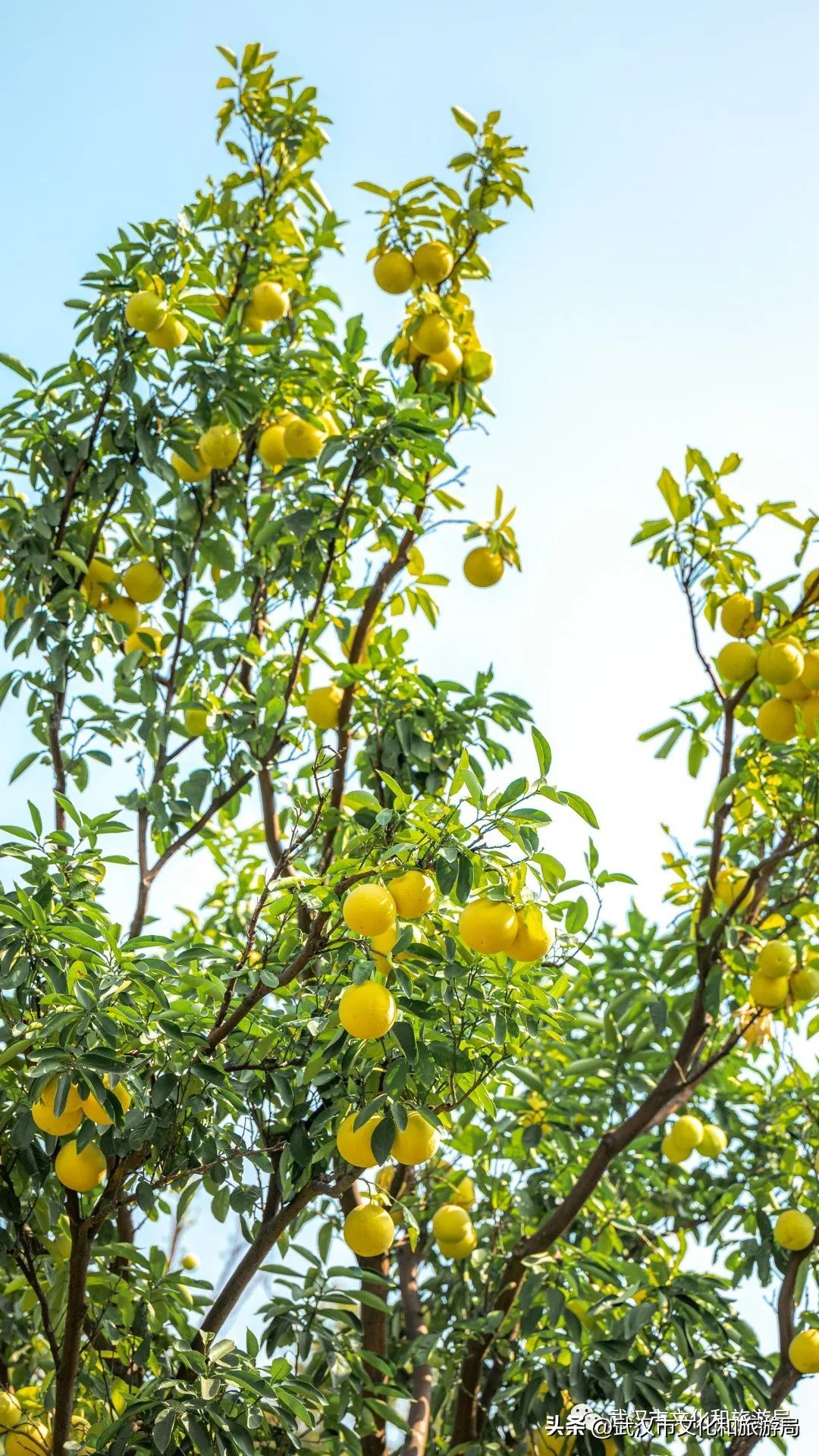 明天出太阳，到东湖捡叶子去！