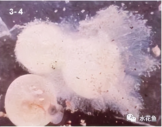 鱼卵水霉,鱼卵出现水霉病