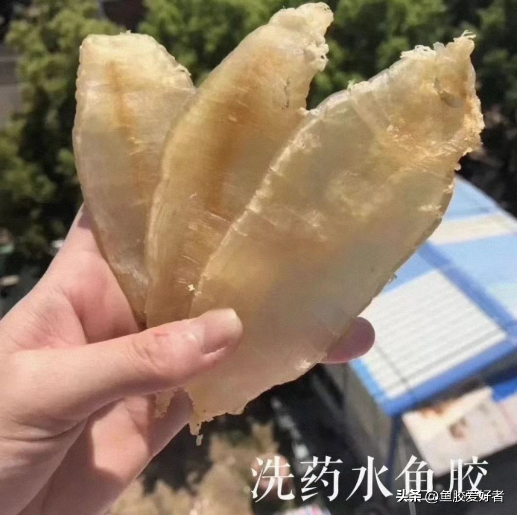 怎么分辨鱼胶好坏区别图解,如何辨别鱼胶的好坏和质量