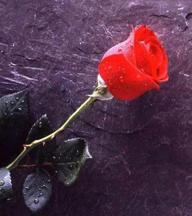 玫瑰花绝美头像,绝美玫瑰花图片