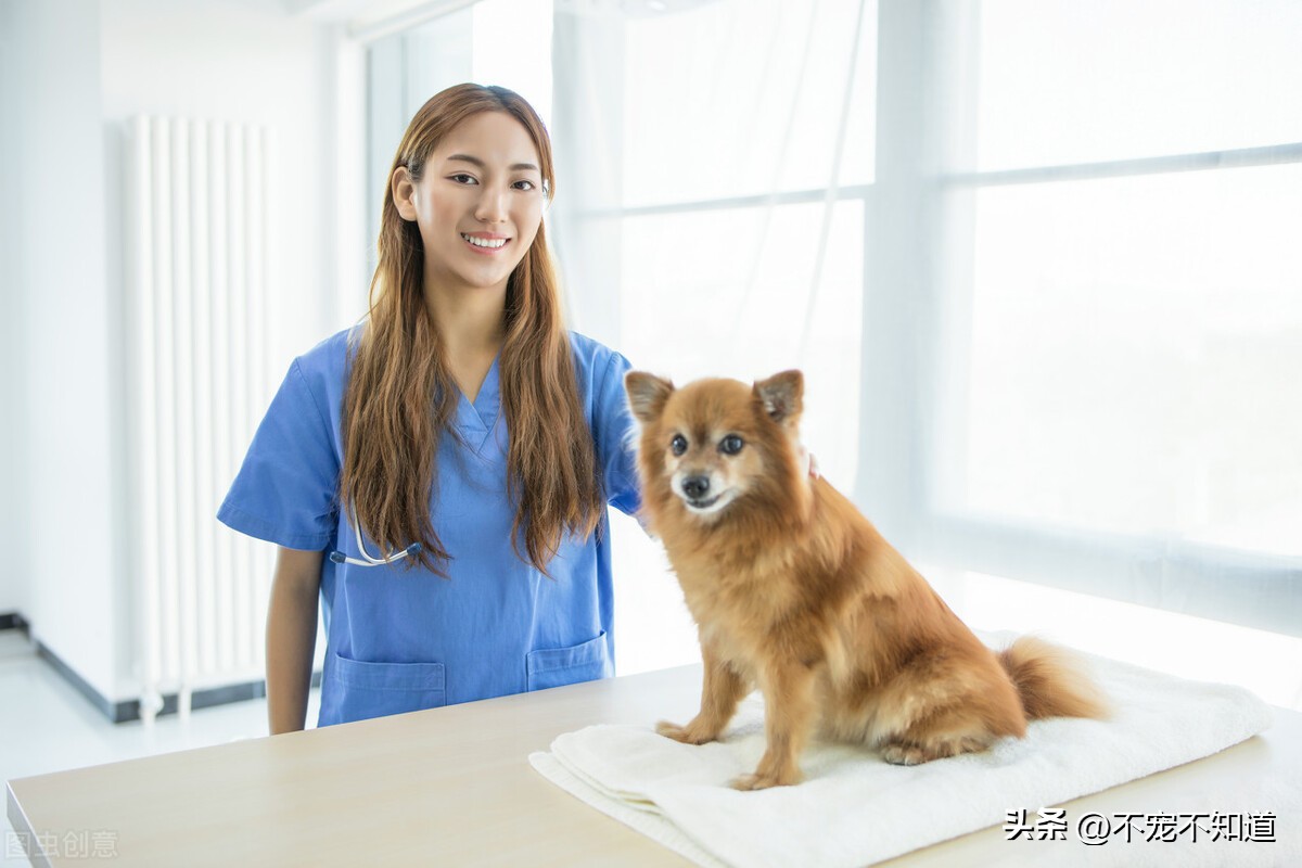 狗狗来生理期怎么办需要注意什么,狗狗不喝水有什么影响