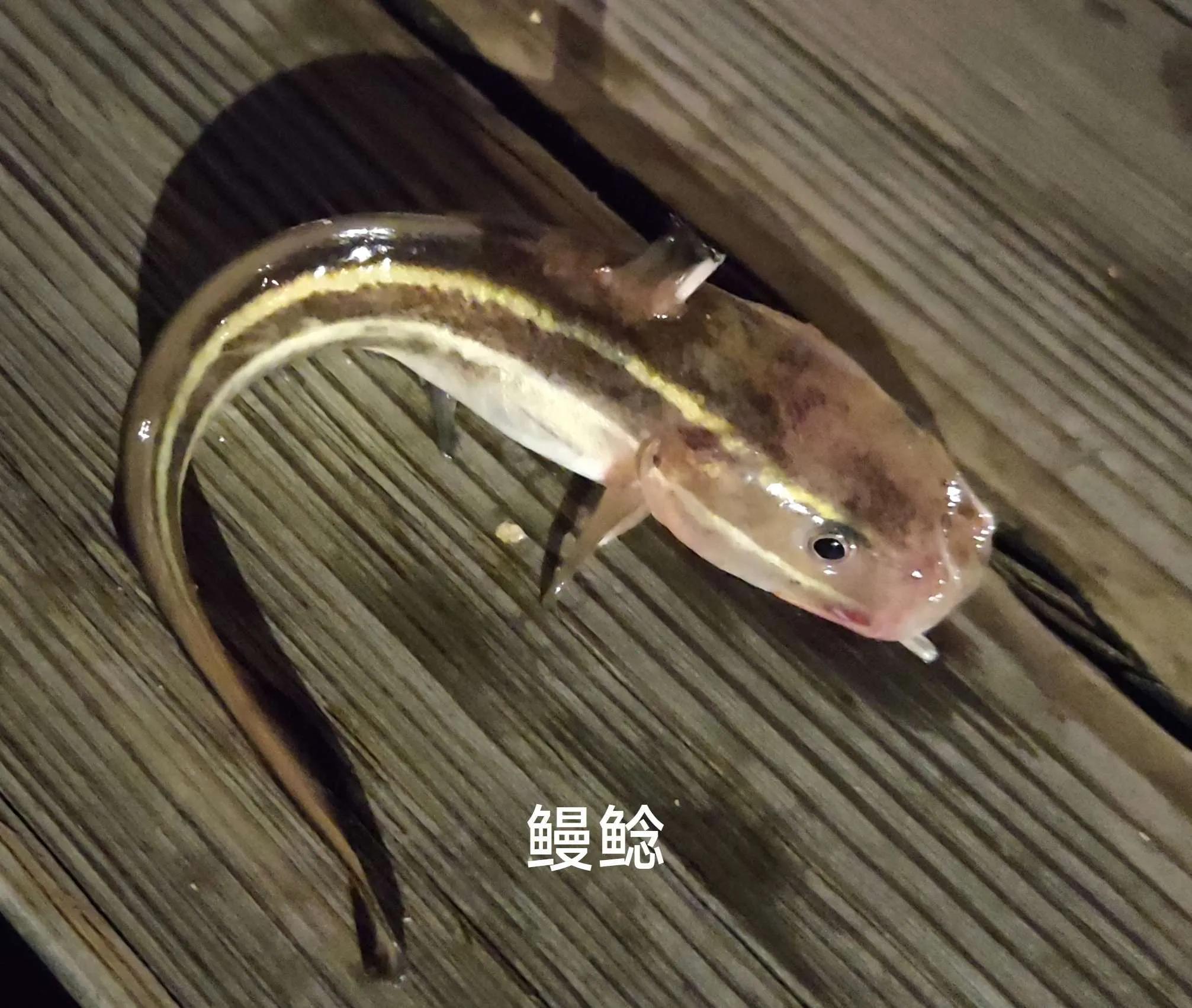 20种常见海鱼,十大常见野生海鱼