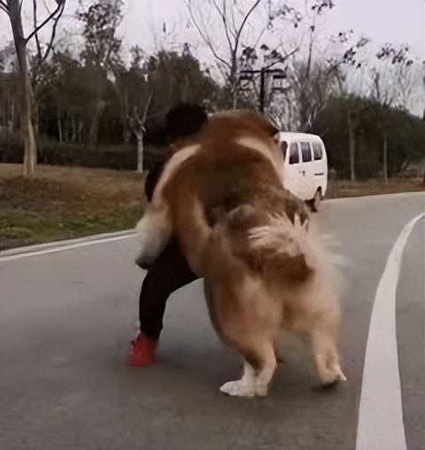 最可爱的萌宠排行榜,萌宠可爱程度排行榜