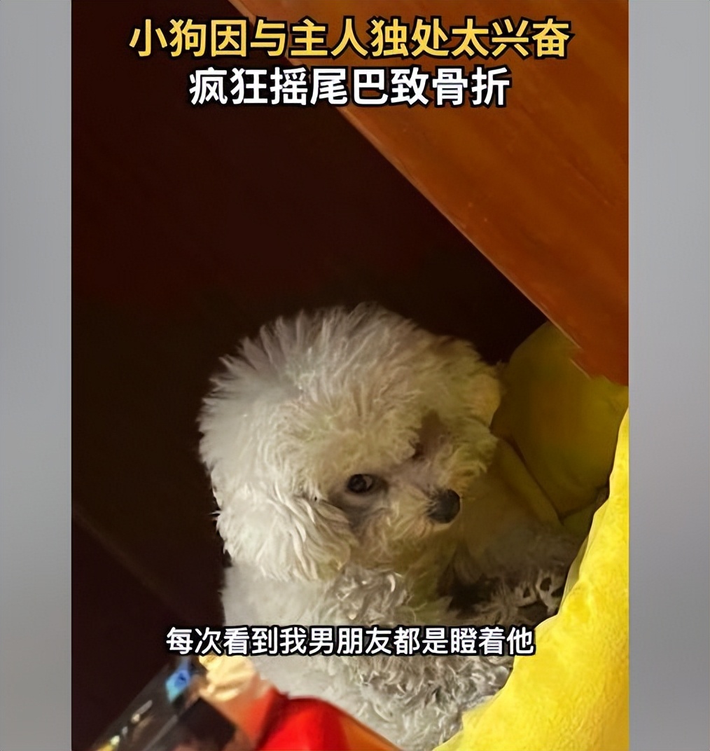 狗狗与女主人打闹玩耍,狗狗跟主人赌气却忍不住摇尾巴