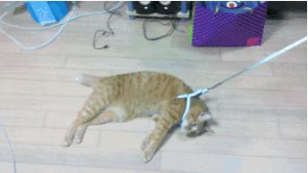 新手常见的害猫行为,看似爱猫实测害猫的五个行为