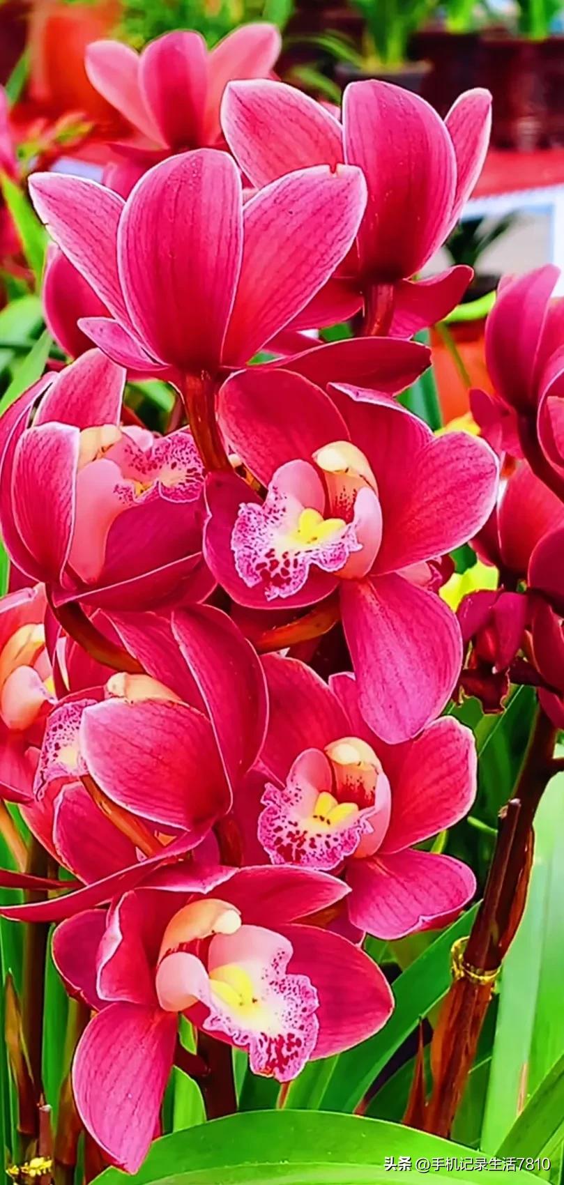 蕙兰花图片欣赏,叶子宽的黄花大蕙兰图片