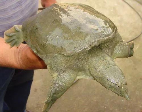 甲鱼养殖有前景吗视频,甲鱼养殖前景和现状