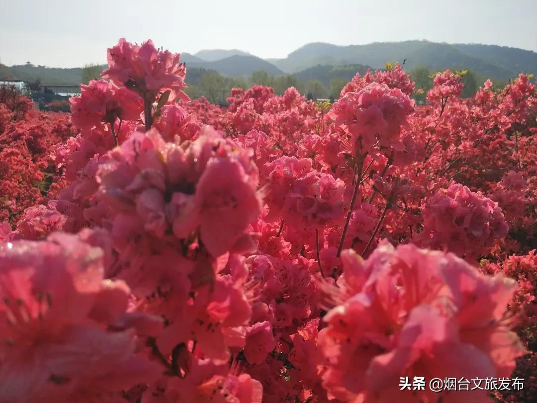 大山里映山红好美,映山红的美丽之处