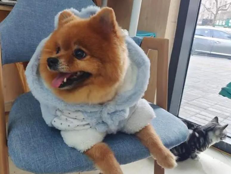 宠物美容加盟店怎么开好呢,宠物美容店加盟哪家好