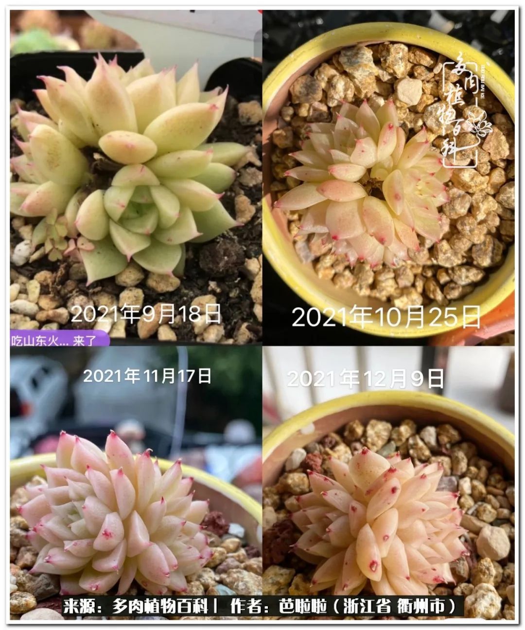 超级能治愈心情的多肉,治愈心灵的彩色植物