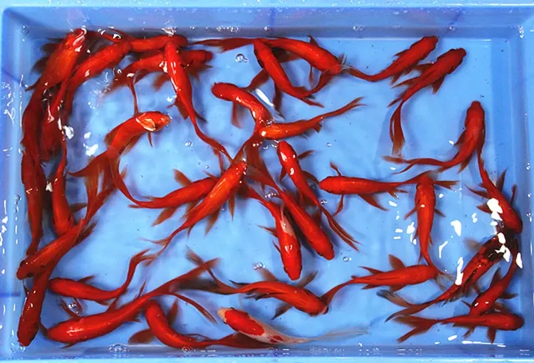 零基础养鱼没有缸怎么才能养活,小朋友五年级养鱼怎么才能养活