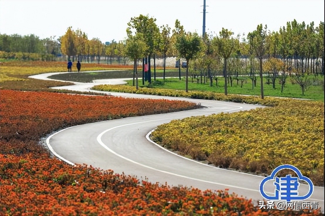 【津云镜头】空港七彩花田：深秋绽放格外鲜艳