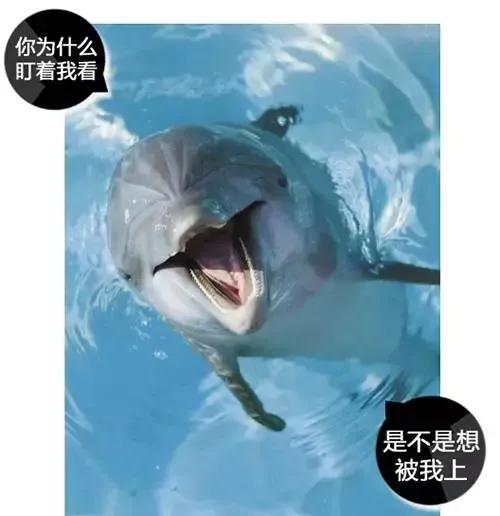 动物交，配时间表，最短0.3秒，最长的竟然是……