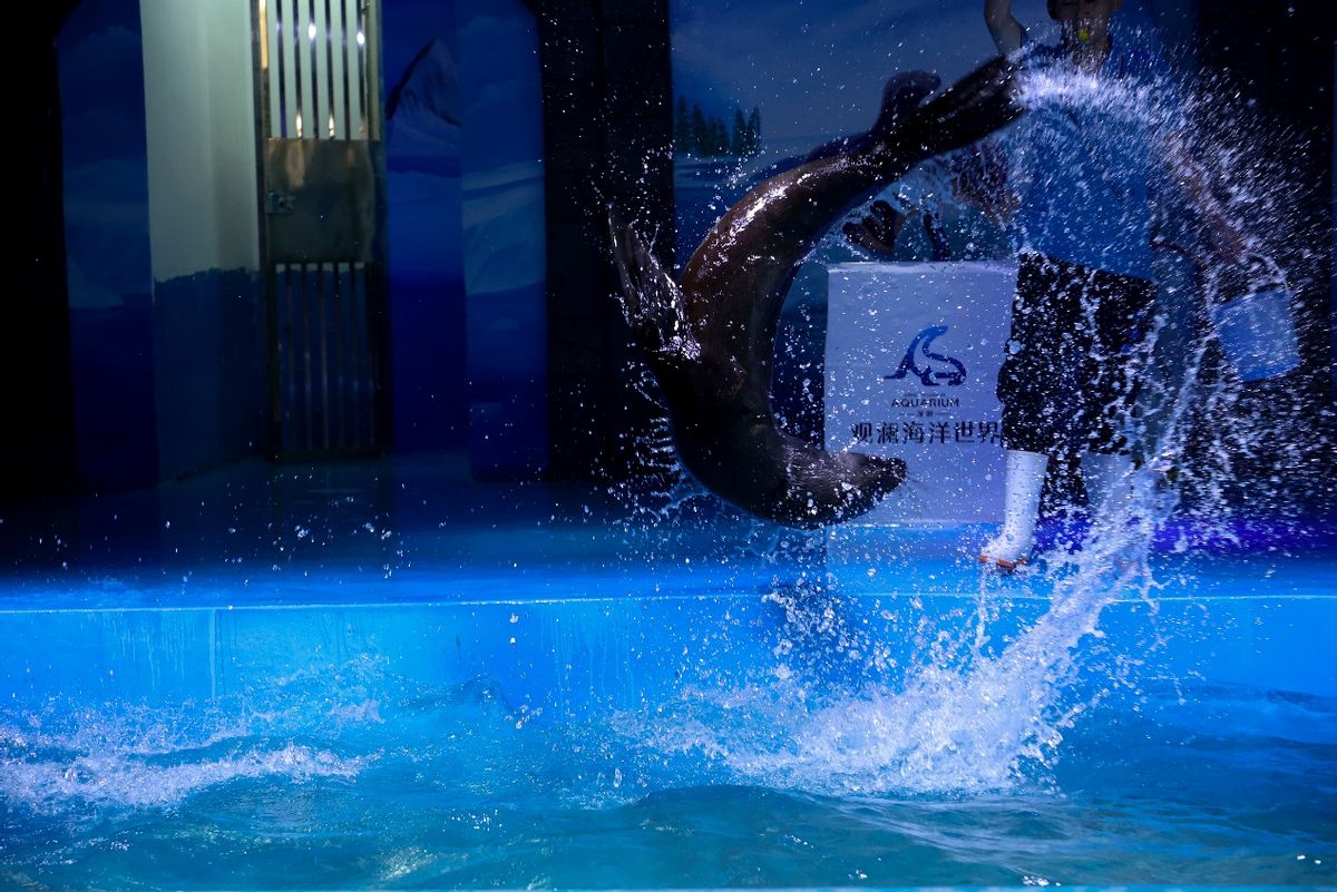 深圳适合带孩子去玩的海洋公园,深圳暑期遛娃好去处