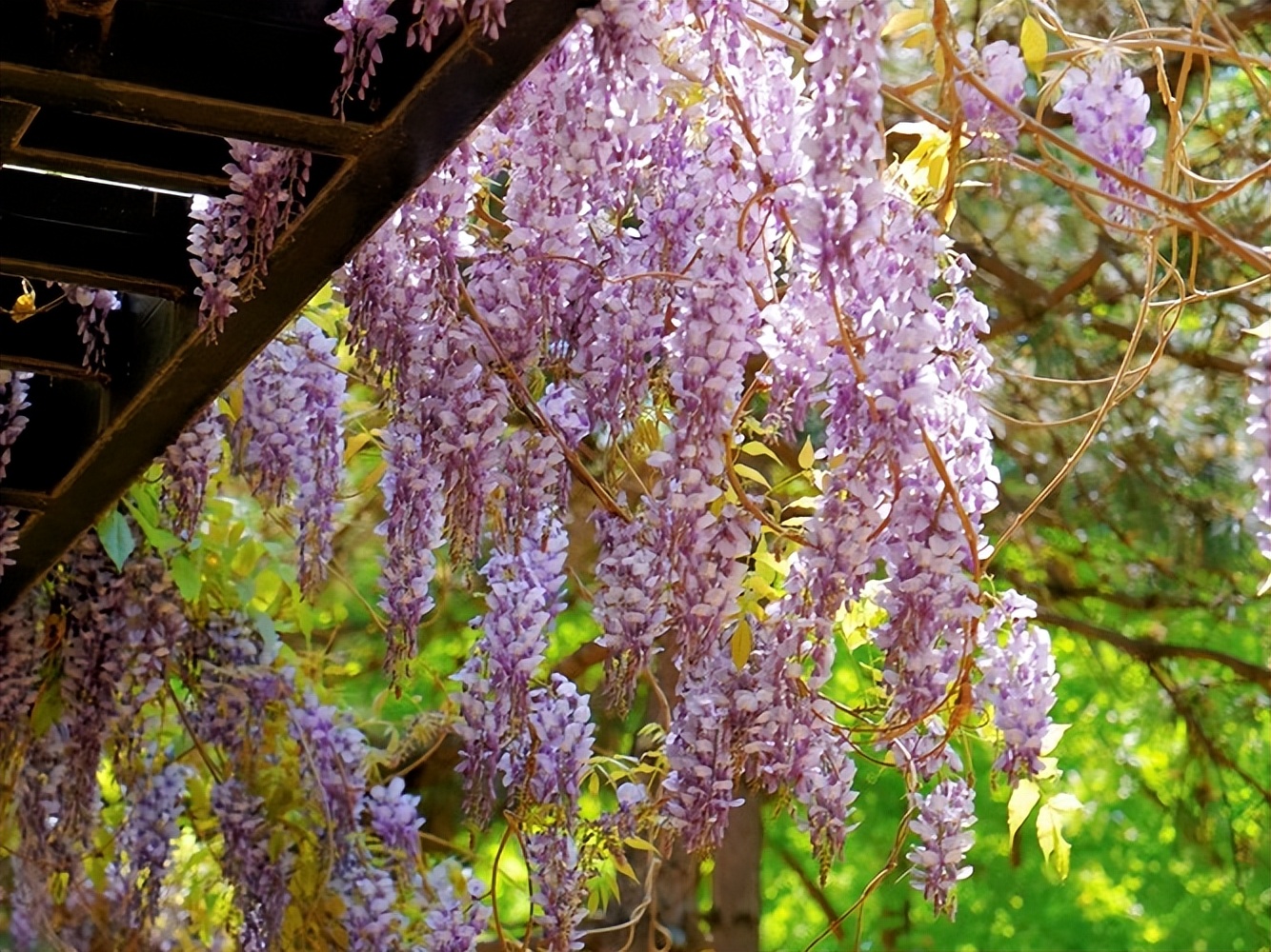 小众公园北京,北京欧式小众公园