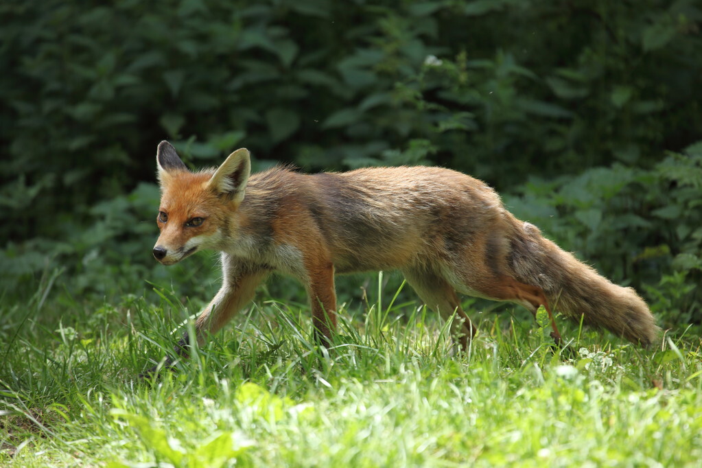 鐙愮嫺浜т粩琚汉鏁戝姪鎶ユ仼,鐙愮嫺杩涢浮鑸嶅挰姝婚浮