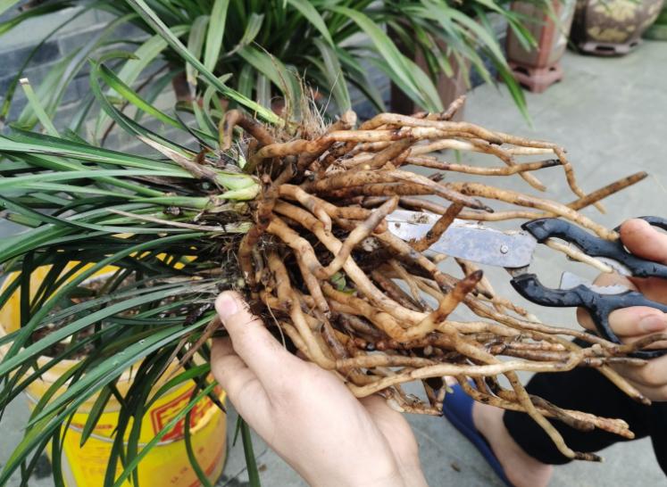 施肥施不好花易烧根怎么解救,观赏植物肥料施多了烧根怎么办