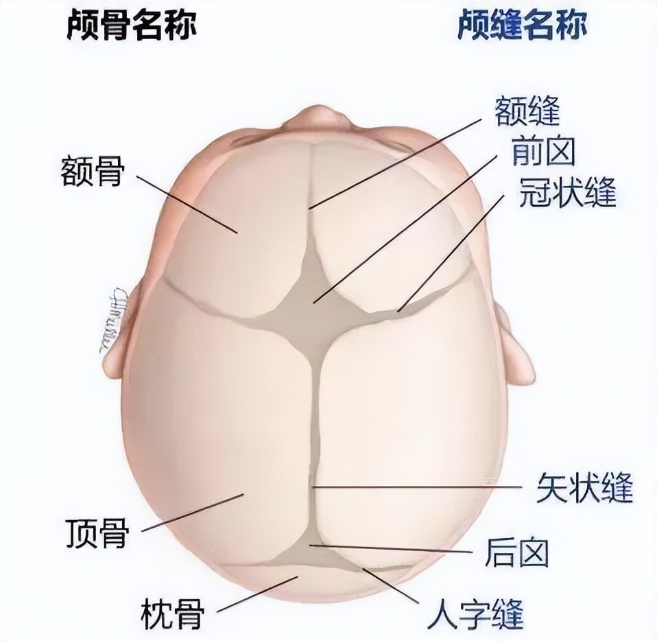 宝宝头型影响大脑发育吗,孩子头型长偏了会影响脑部发育吗
