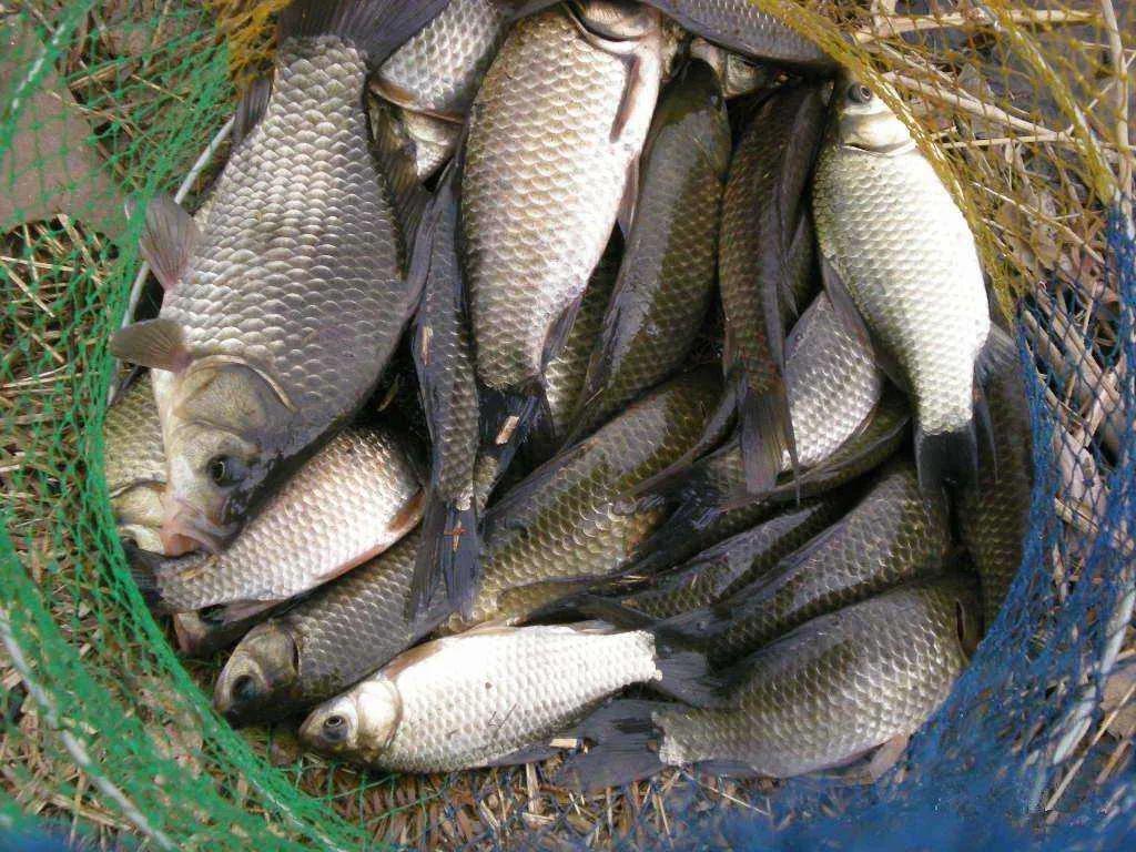 春季野钓找鱼窝的正确方法,夏季野钓找鱼窝的正确方法