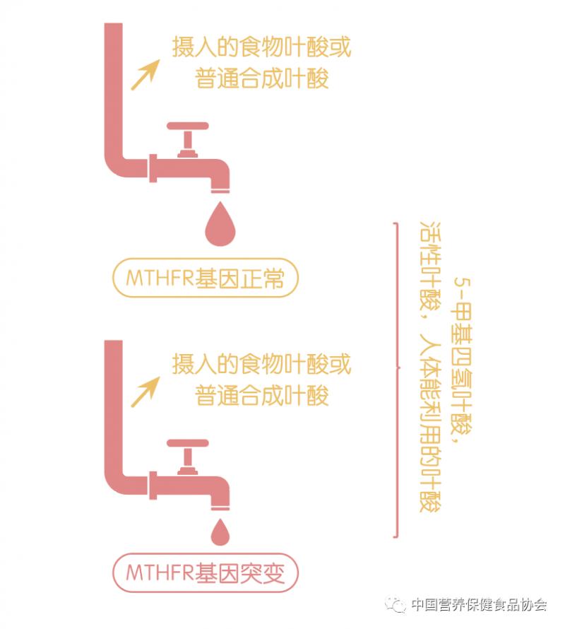 叶酸的知识你了解吗,叶酸应该如何选择