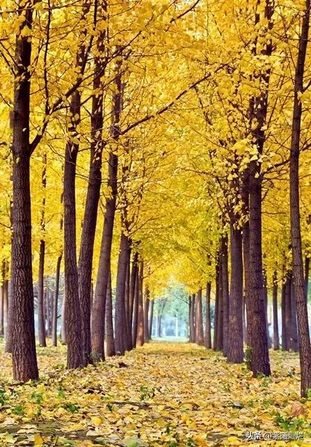 一地落叶渲染了秋色惊艳了时光,秋风亲吻银杏叶